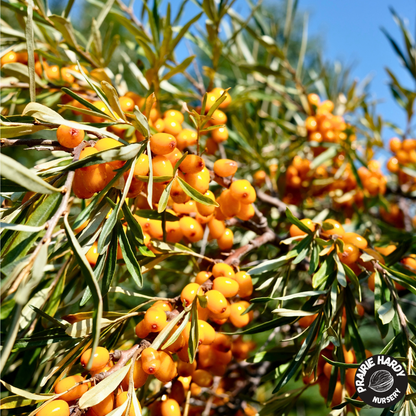 Prozrachnaya Sea Buckthorn