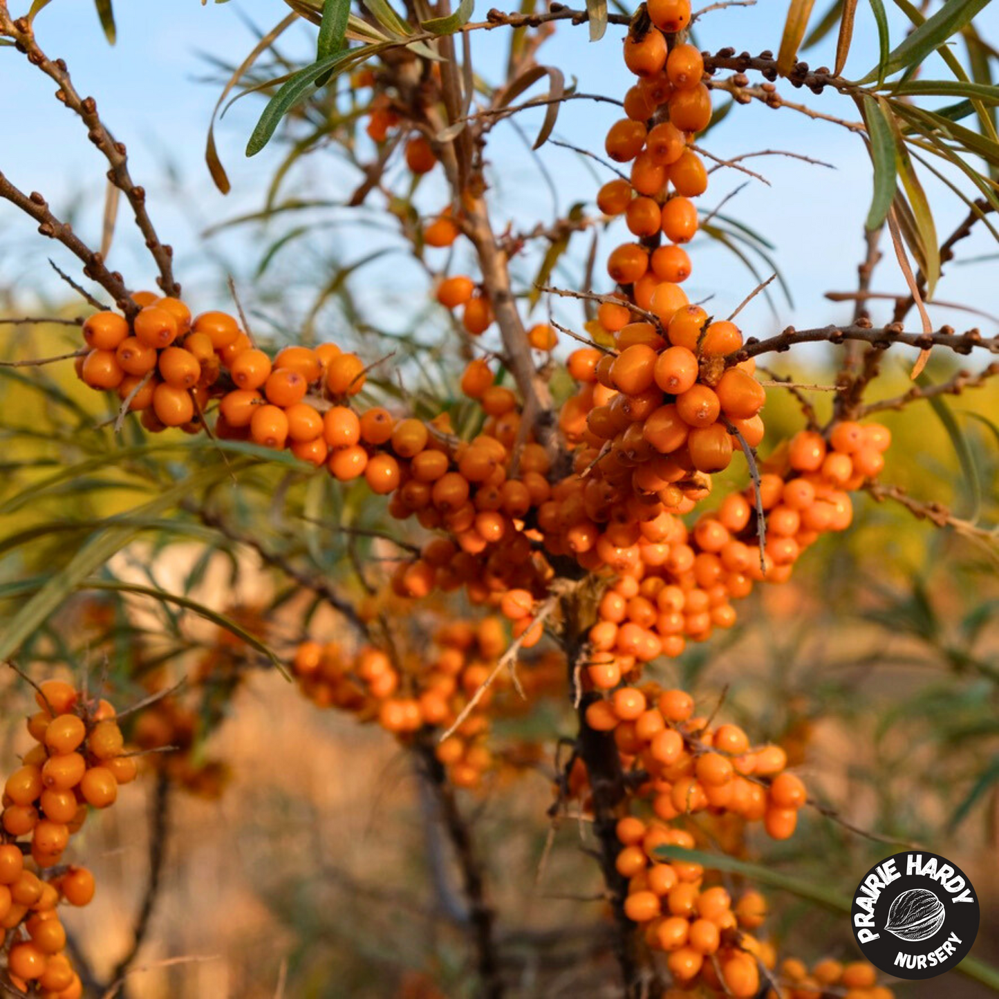 Sea Buckthorn