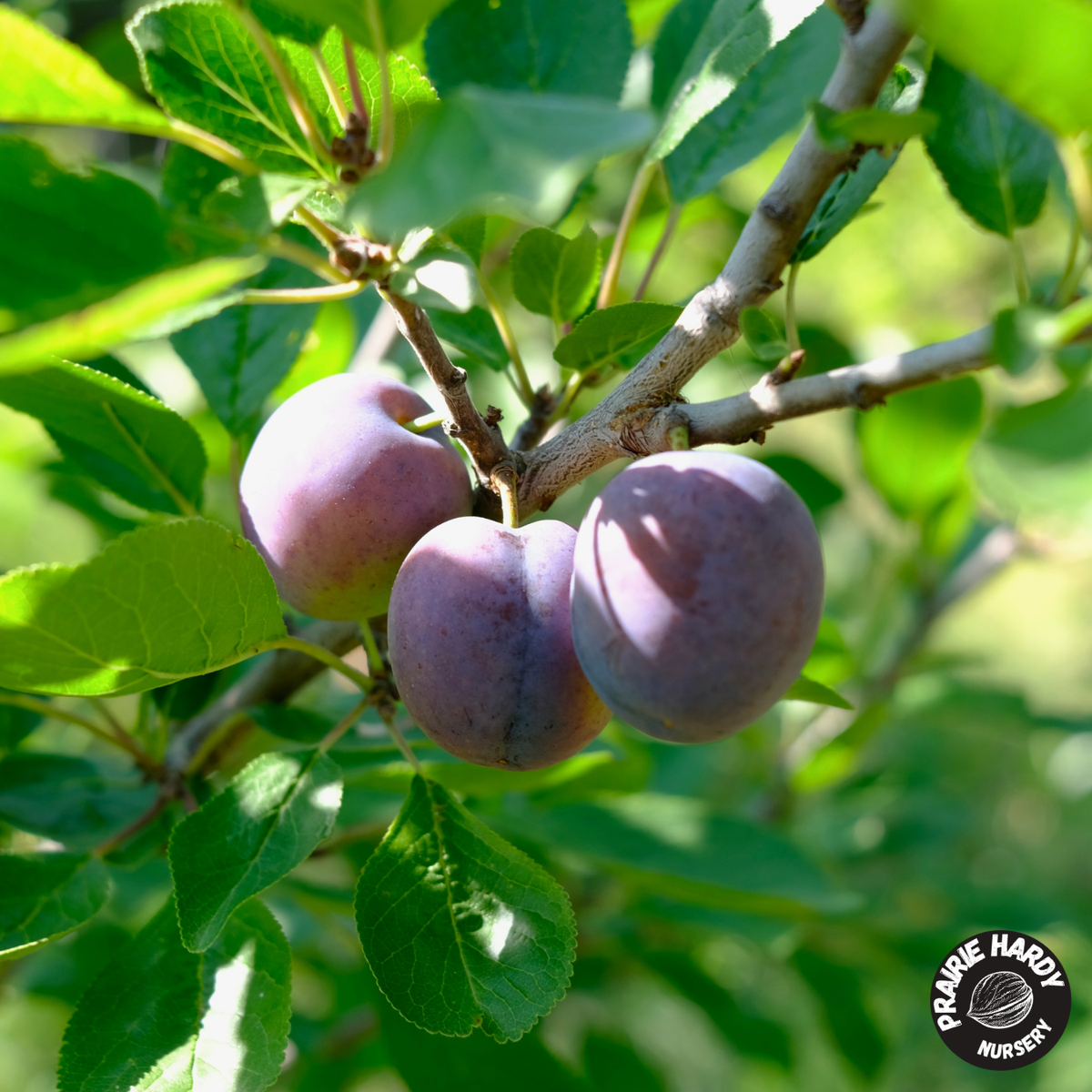 Rare and Heritage Plum Trees