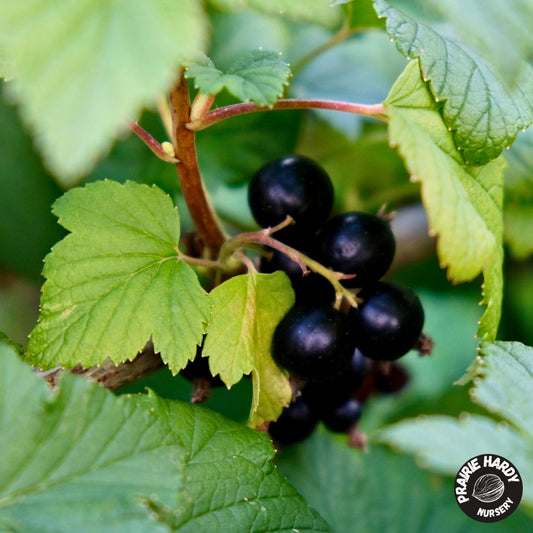 Titania Black Currant