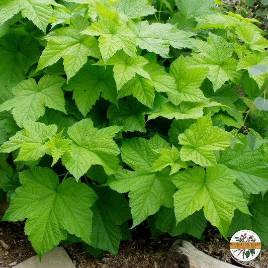 Thimbleberry