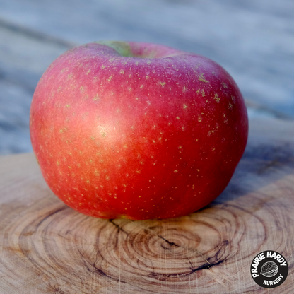 TreasuRed Columnar Apple