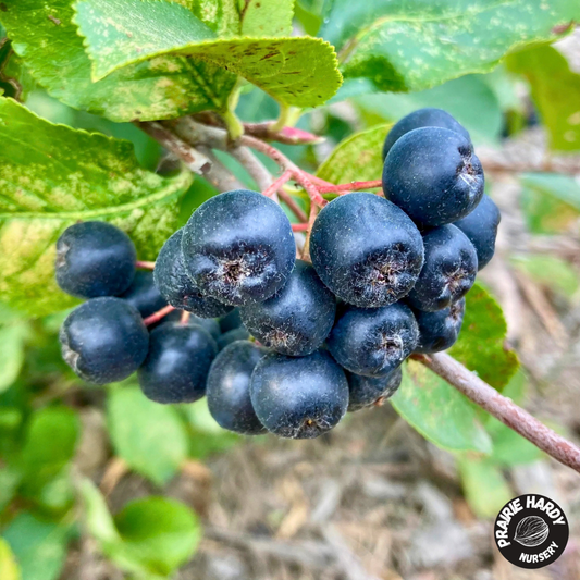 Viking Aronia Berry
