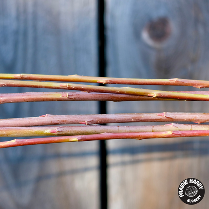 Bleu Basket Willow