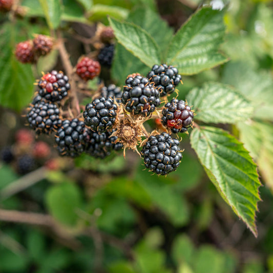 Balsor Hardy Blackberry